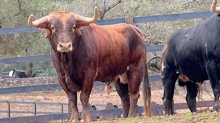 CORRIDAS EN DANGER – Après Vieux-Boucau, Eauze renonce pour cette année